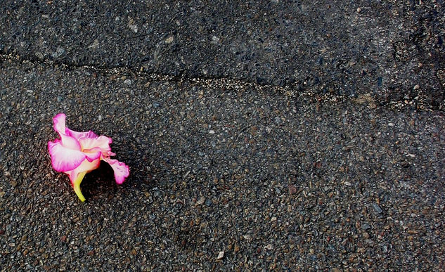 Flor na calçada de l'île Fédrum - França 