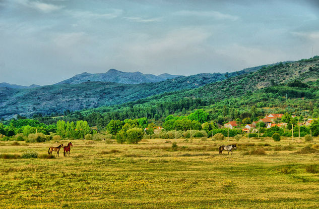 Caballos Naturaleza Color (Digital)