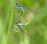 libelulas