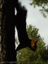 Ardilla - Parque de la Glorieta, Altura - Marzo 2006 -