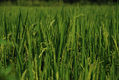 DE LA SERIE ESPIGAS DE ARROZ