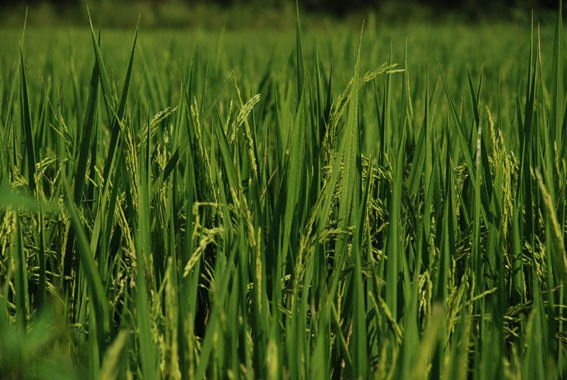 DE LA SERIE ESPIGAS DE ARROZ