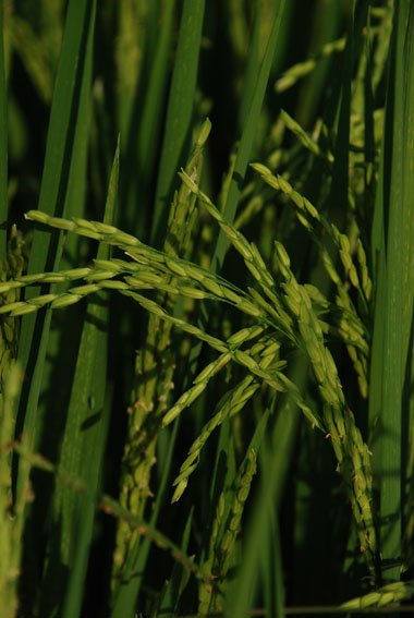 DE LA SERIE ESPIGAS DE ARROZ