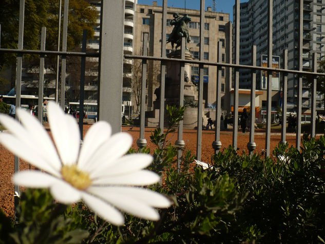 maturaleza en la  cuidad 