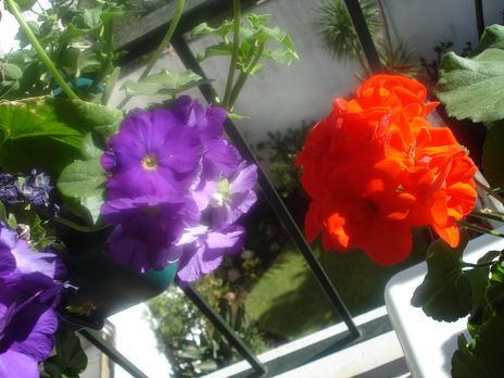 Rojo y violeta