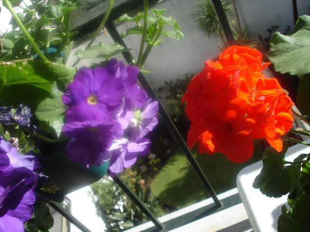 Rojo y violeta