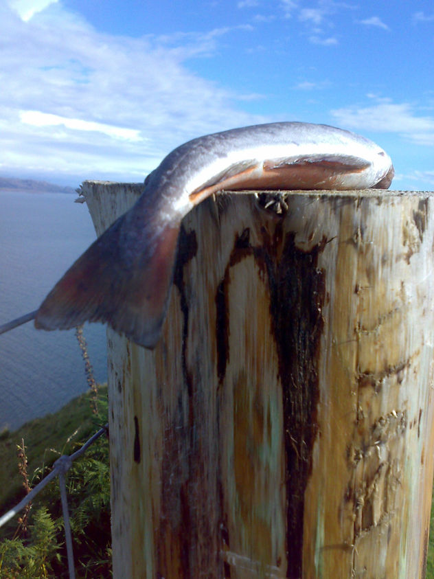 fish