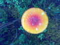 natural colors