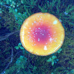 fotografia thumbnail 2