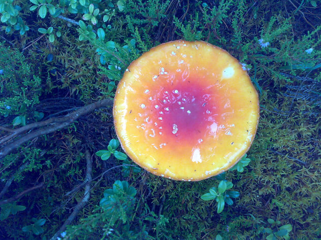 natural colors