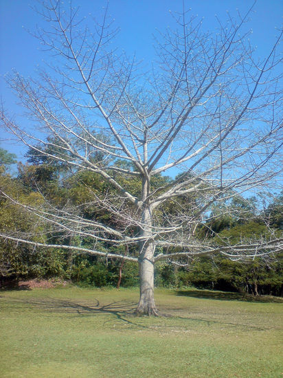 Árbol Seiba Naturaleza Color (Digital)