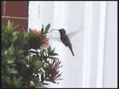 colibri