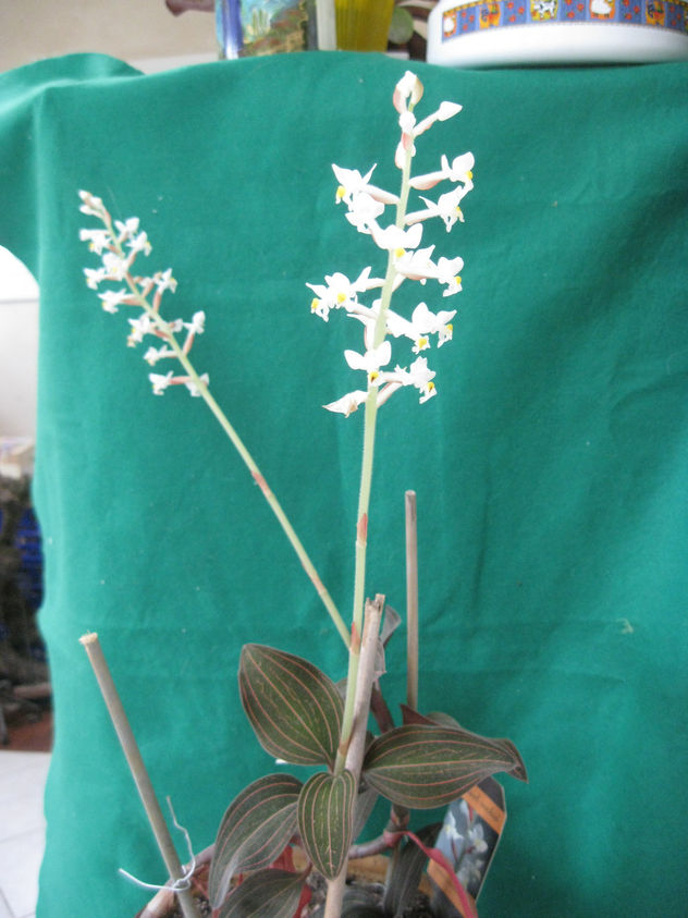 Variedad de orquidia