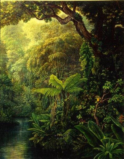 en la intimidad de la selva 