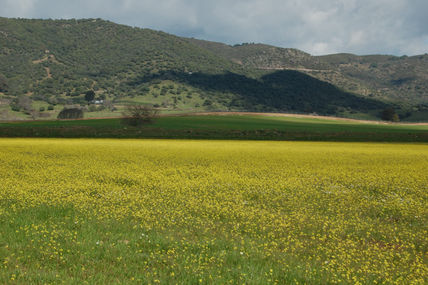 El jardin de medina...
