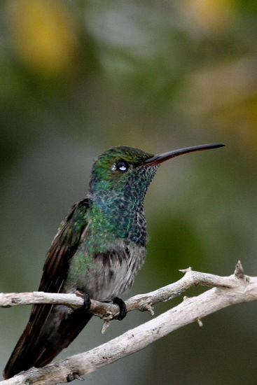 Colibrí Esmeralda Naturaleza Color (Digital)