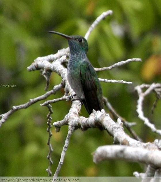 Honduran Esmerald Hummingbird