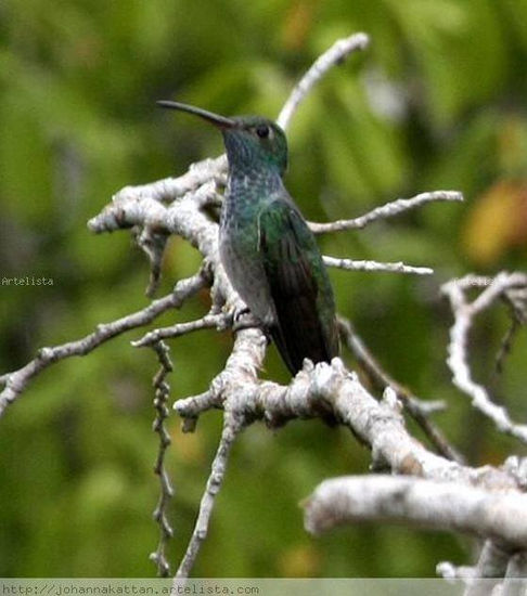 Honduran Esmerald Hummingbird Naturaleza Color (Digital)