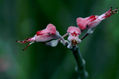 Alimento del colibrí