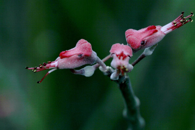 Alimento del colibrí Naturaleza Color (Digital)