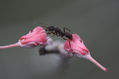 flor del Colibrí