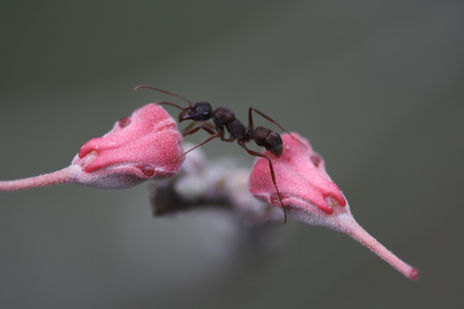 flor del Colibrí