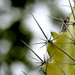 Flora thumbnail 1