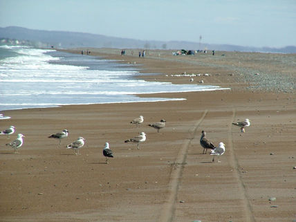 Camino