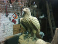 aguila real