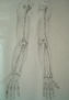 anatomia brazos