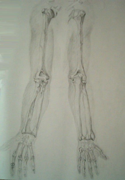 Anatomia brazos