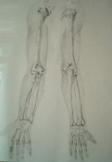 anatomia brazos Pencil