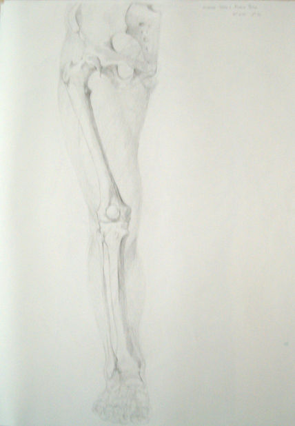 Anatomia pierna