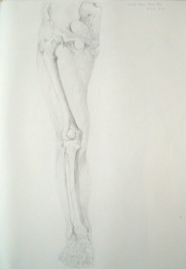 anatomia pierna