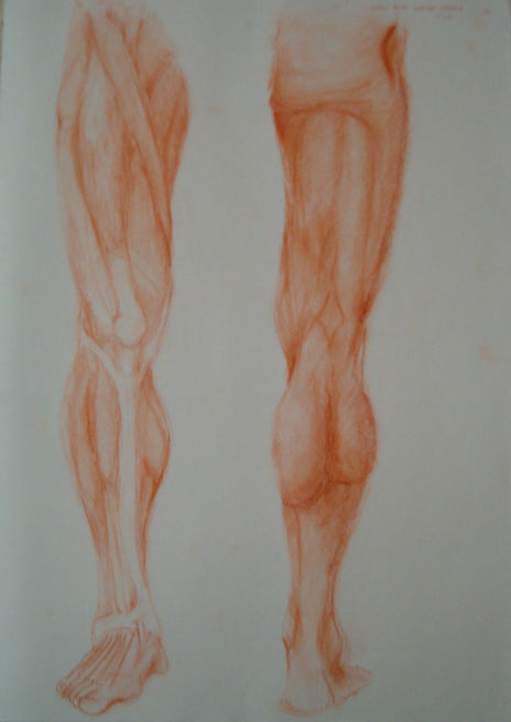 Anatomia pierna2