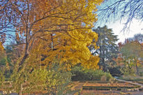 Amarillo árbol