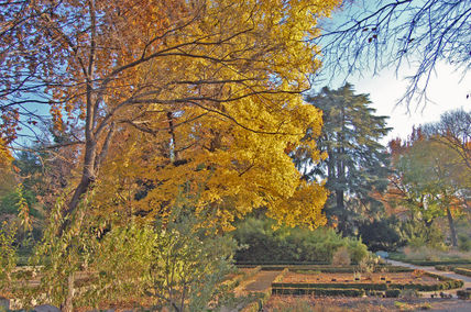 Amarillo árbol