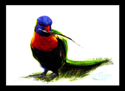 Guacamayo