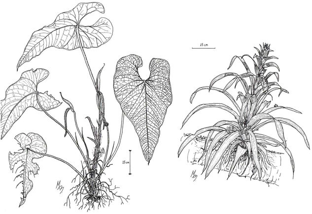 Anturios y bromelias 