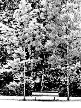 Banca y dos arboles Naturaleza Blanco y Negro (Digital)