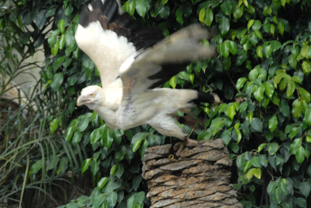 volaras