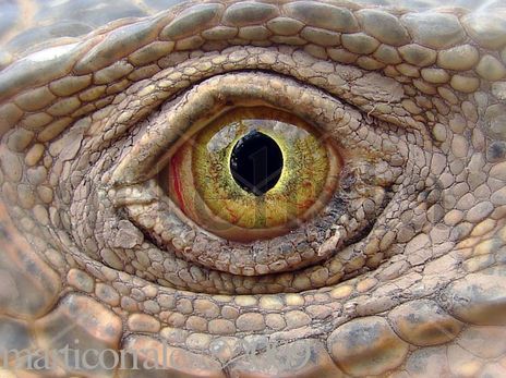 Ojo