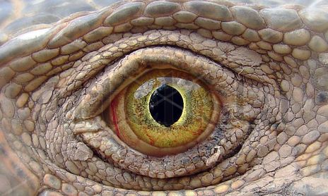 Fauna de Honduras