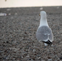 Gaviota