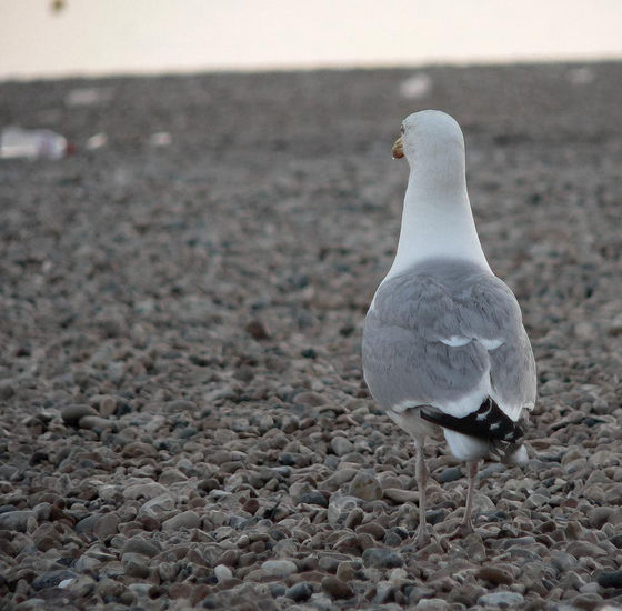 gaviota 