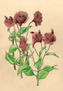 FLOR