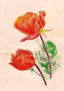 FLORS - ROSES