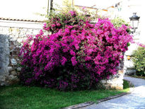 Buganvillas