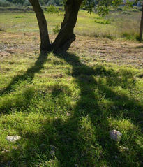 Quien a buen árbol...