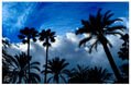 palmeras